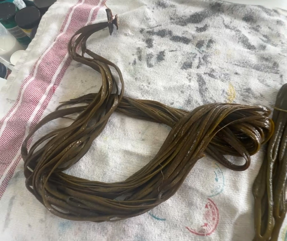 Sea Spaghetti