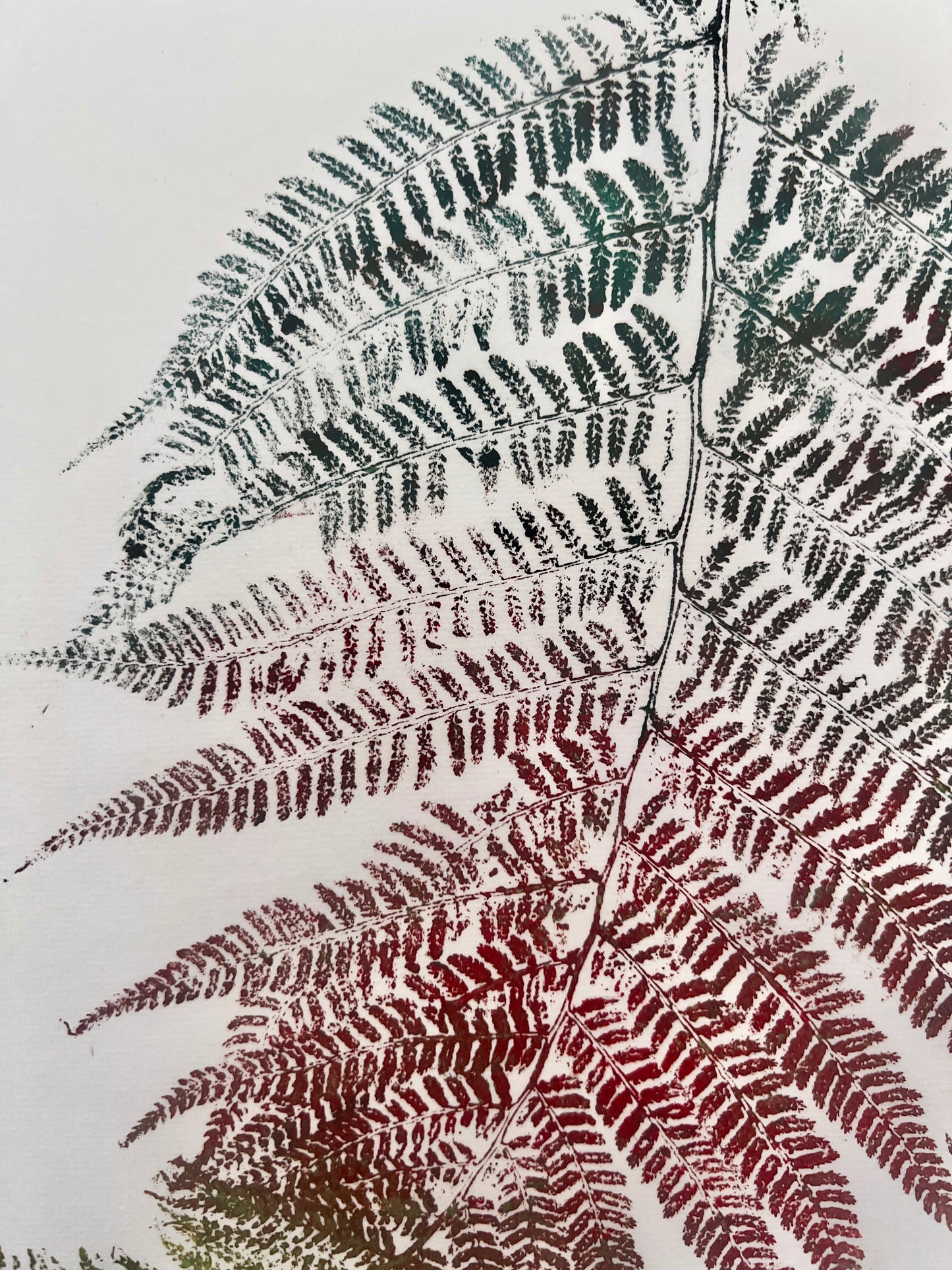 Gyotaku of a Fern Frond In Green and Brown Ink