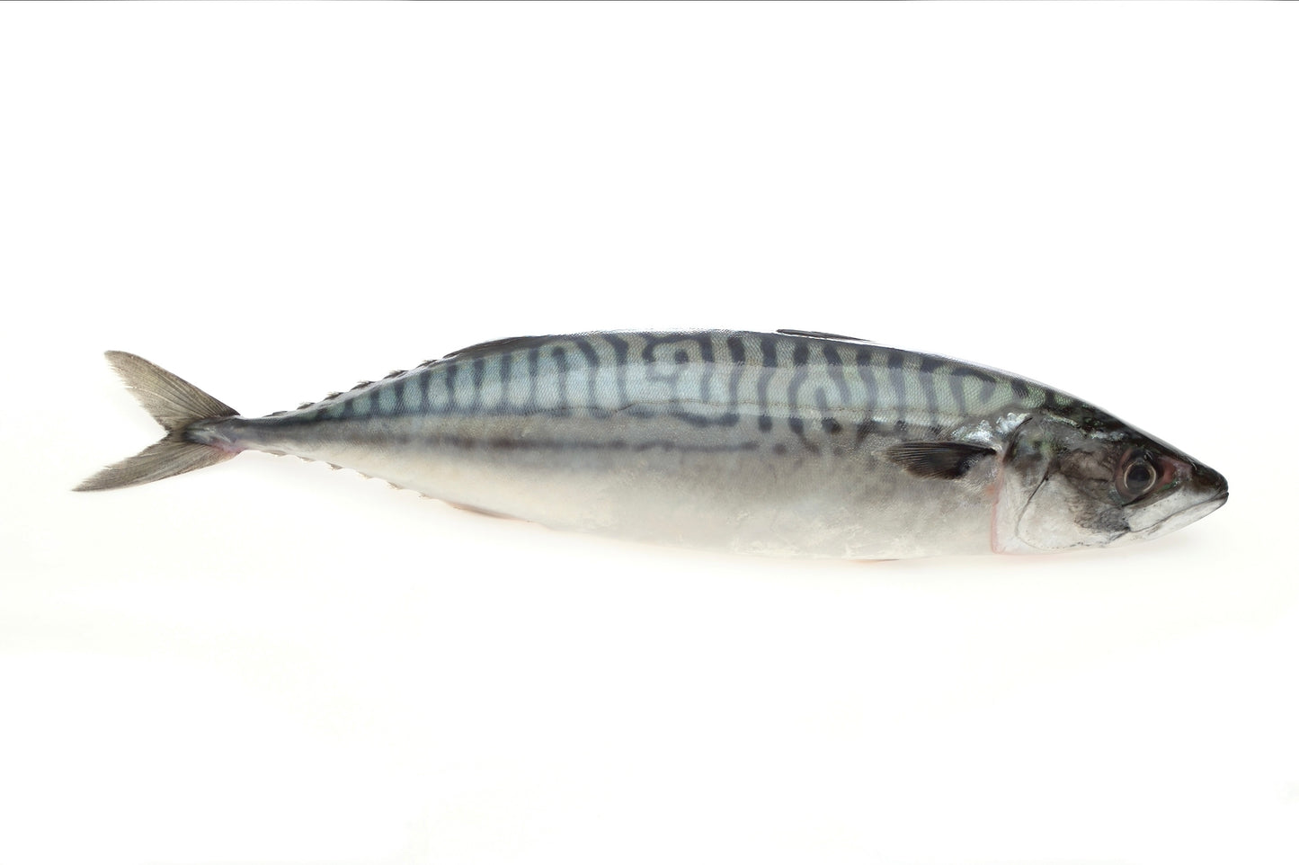 MACKEREL, HAND PAINTED GYOTAKU