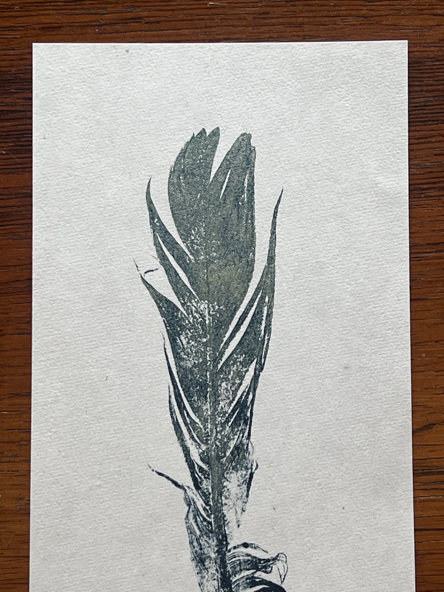Small Bird Feather – Gyotaku Print
