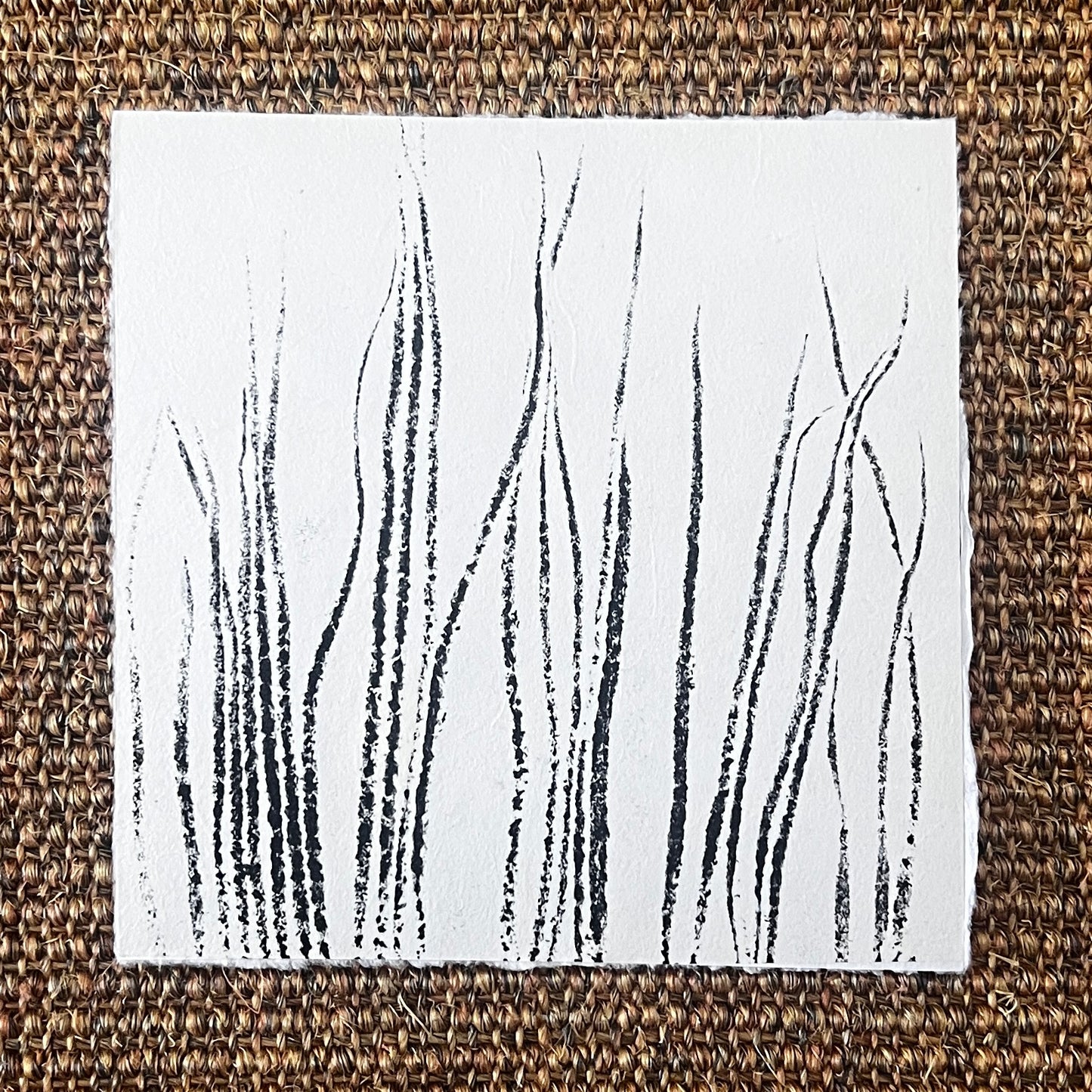 Sea Spaghetti