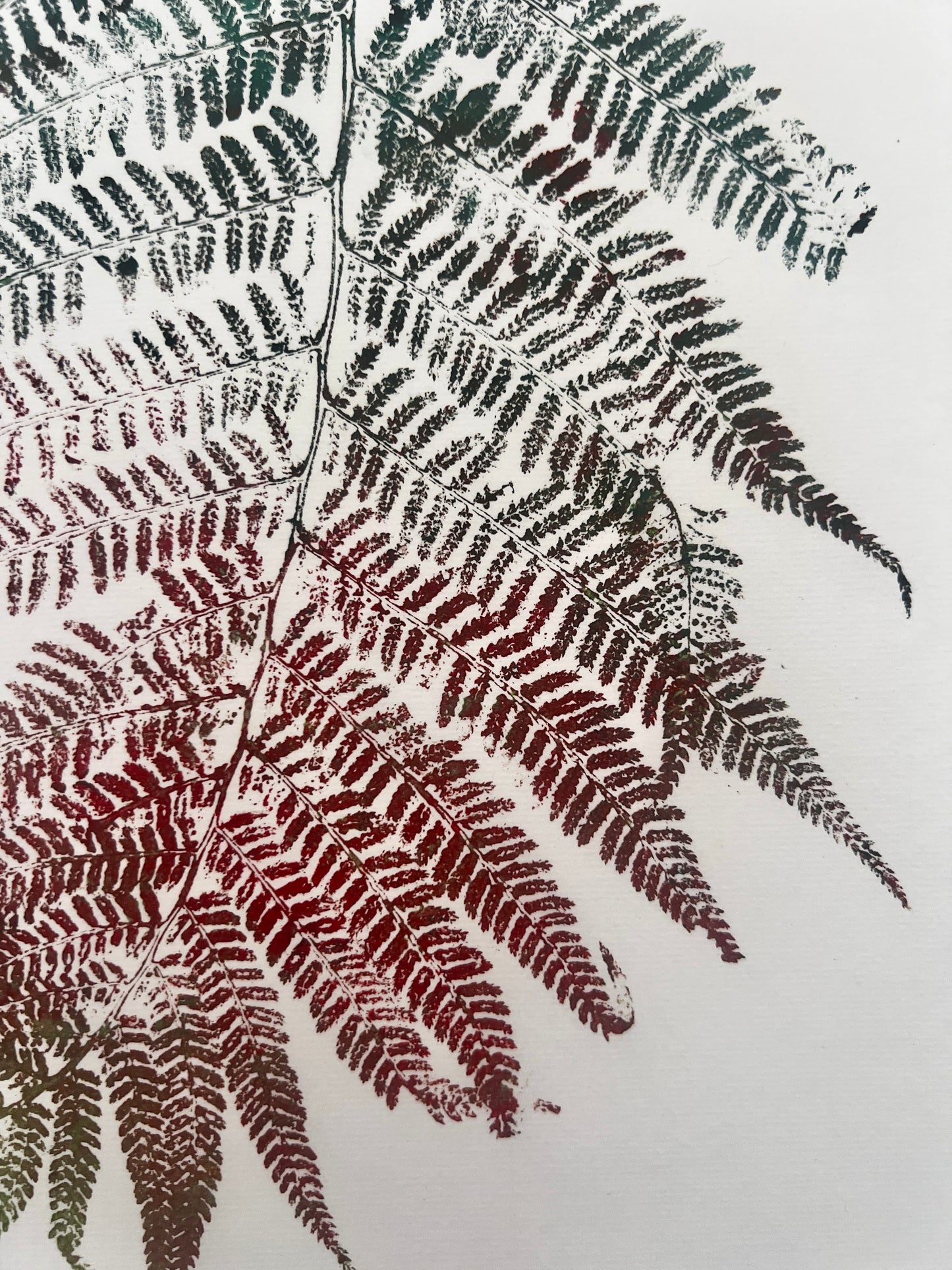Gyotaku of a Fern Frond In Green and Brown Ink