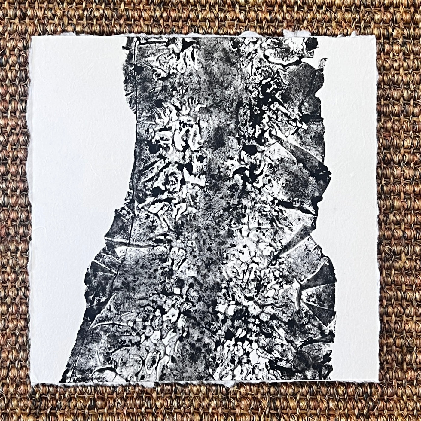 Sugar Kelp