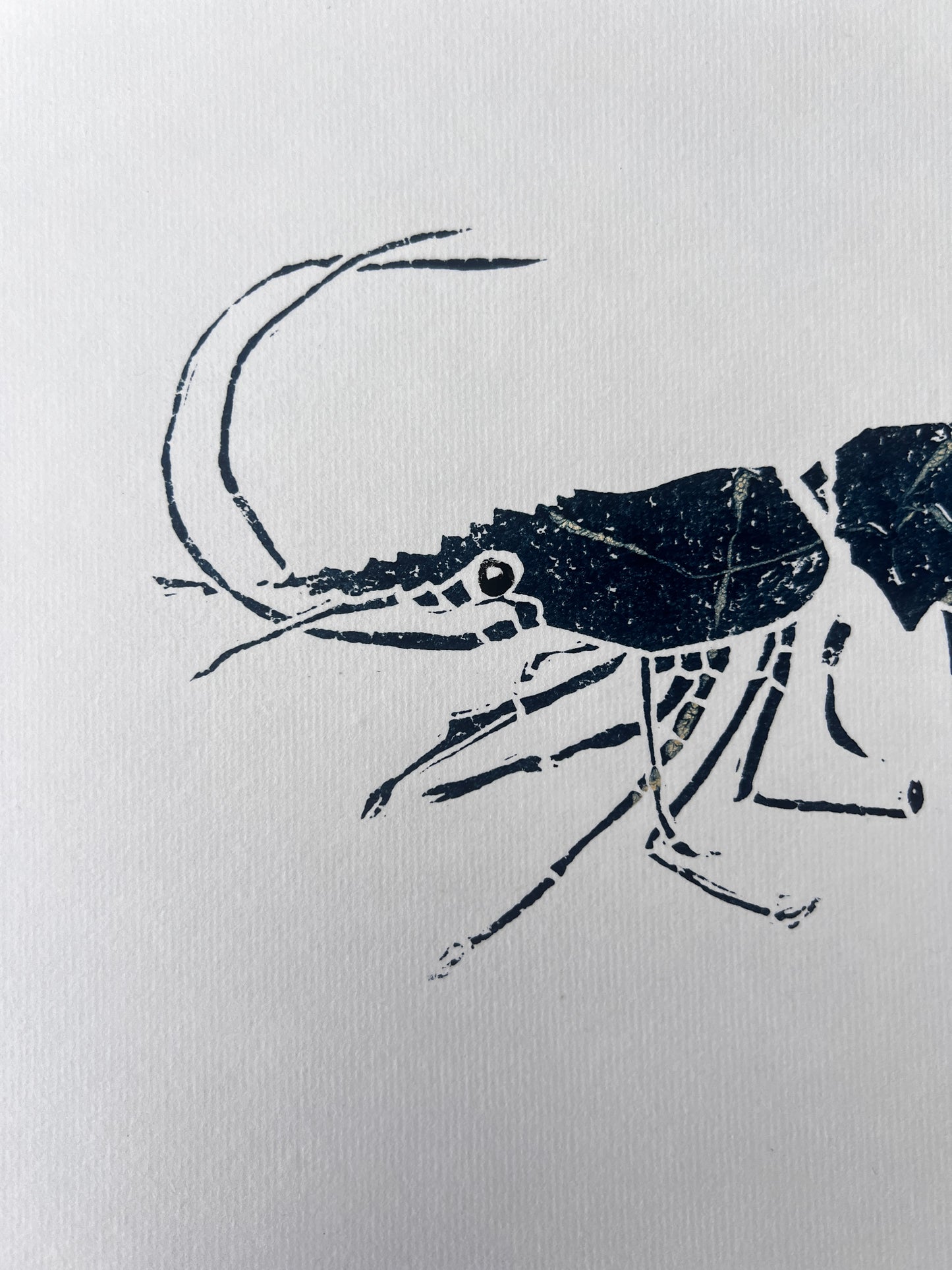 Linotaku Prawn Print by Jane Evans