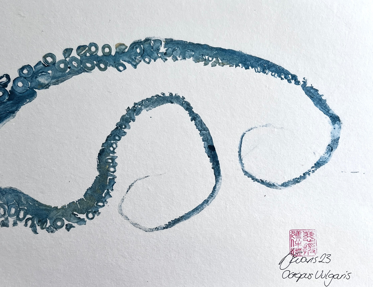 Gyotaku Impression taken from Octopus Vulgaris Tentacles