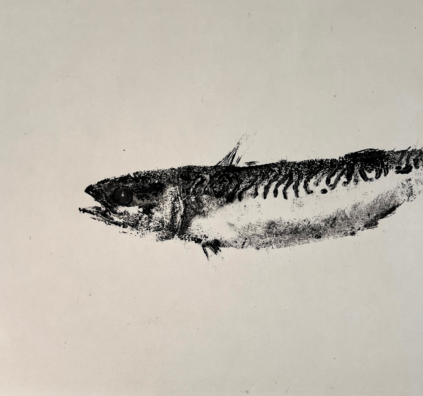 IMPRESSION TAKEN FROM A MACKEREL