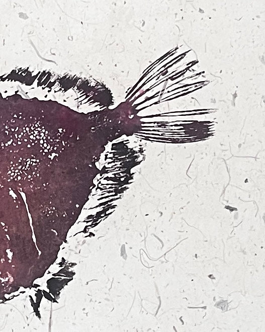 Gyotaku of John Dory on Hand made Thai Mulberry Paper
