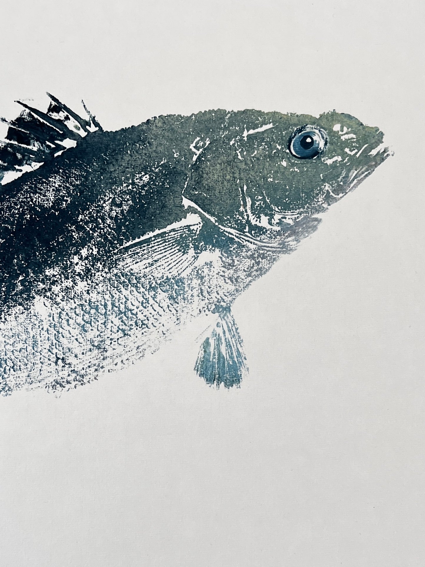 Anglesey Sea Bass Gyotaku