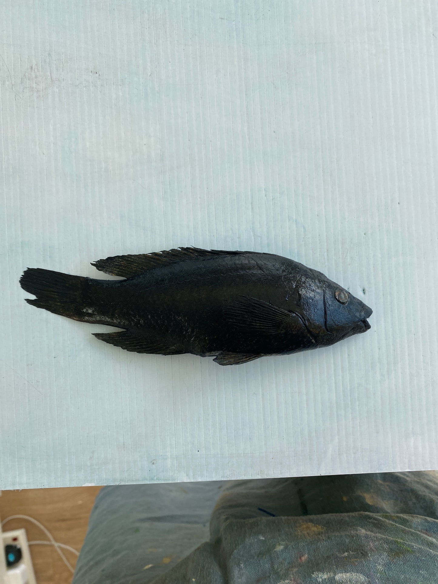 Wrasse Gyotaku Print