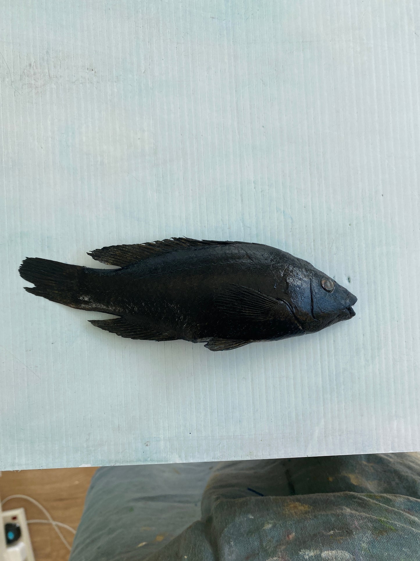 Wrasse Gyotaku Print in Black Ink