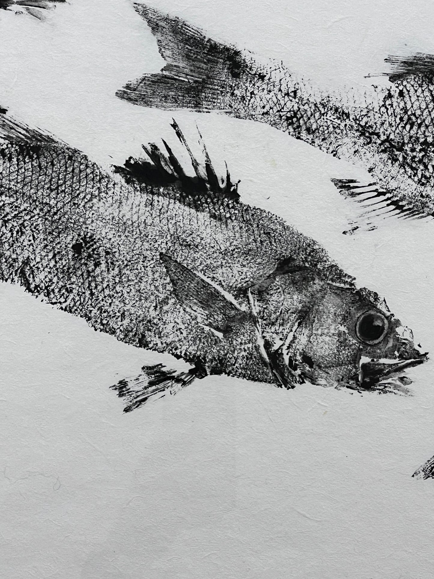 Anglesey Sea Bass Diptych Gyotaku