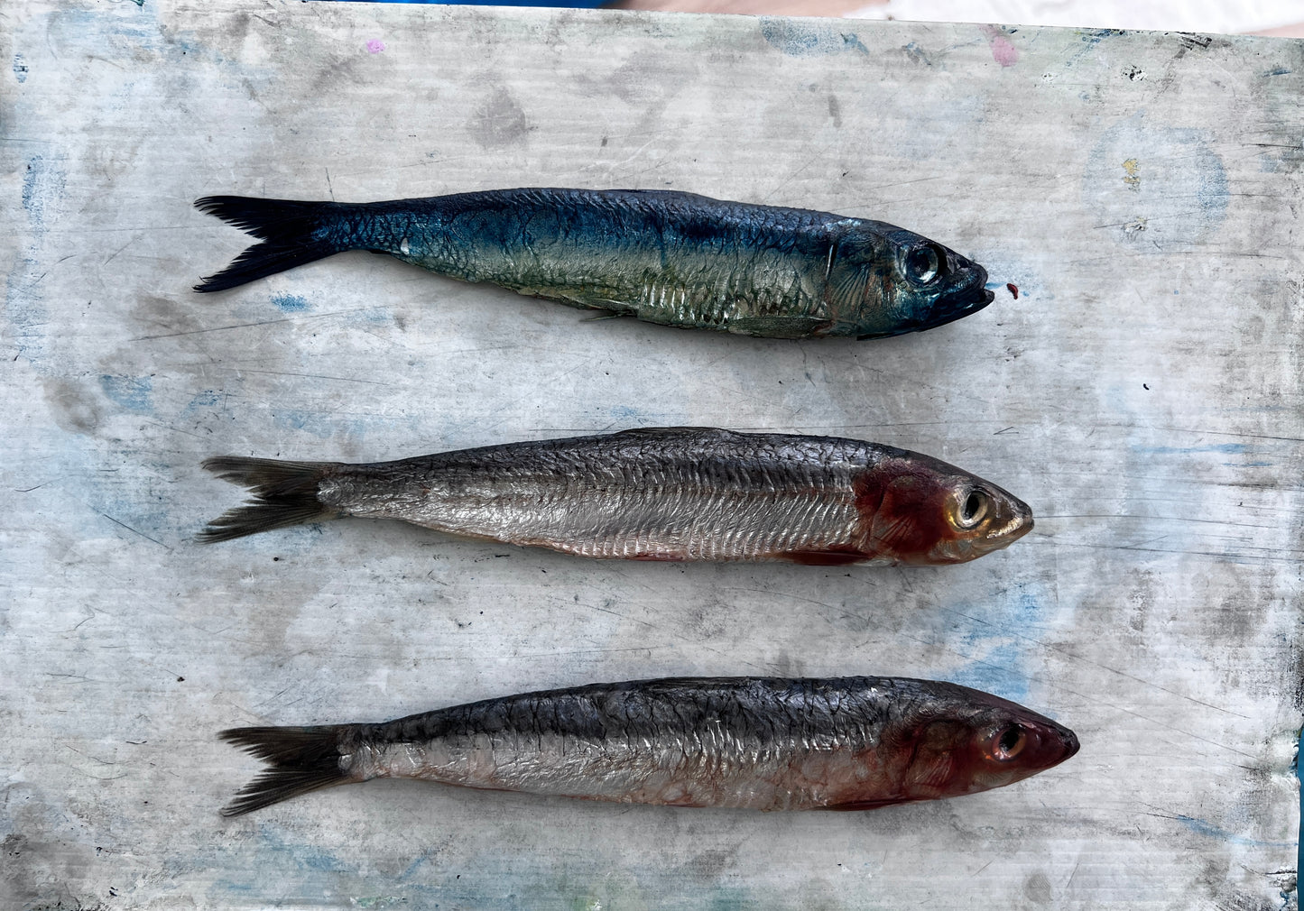 Sardines Gyotaku Print in Black