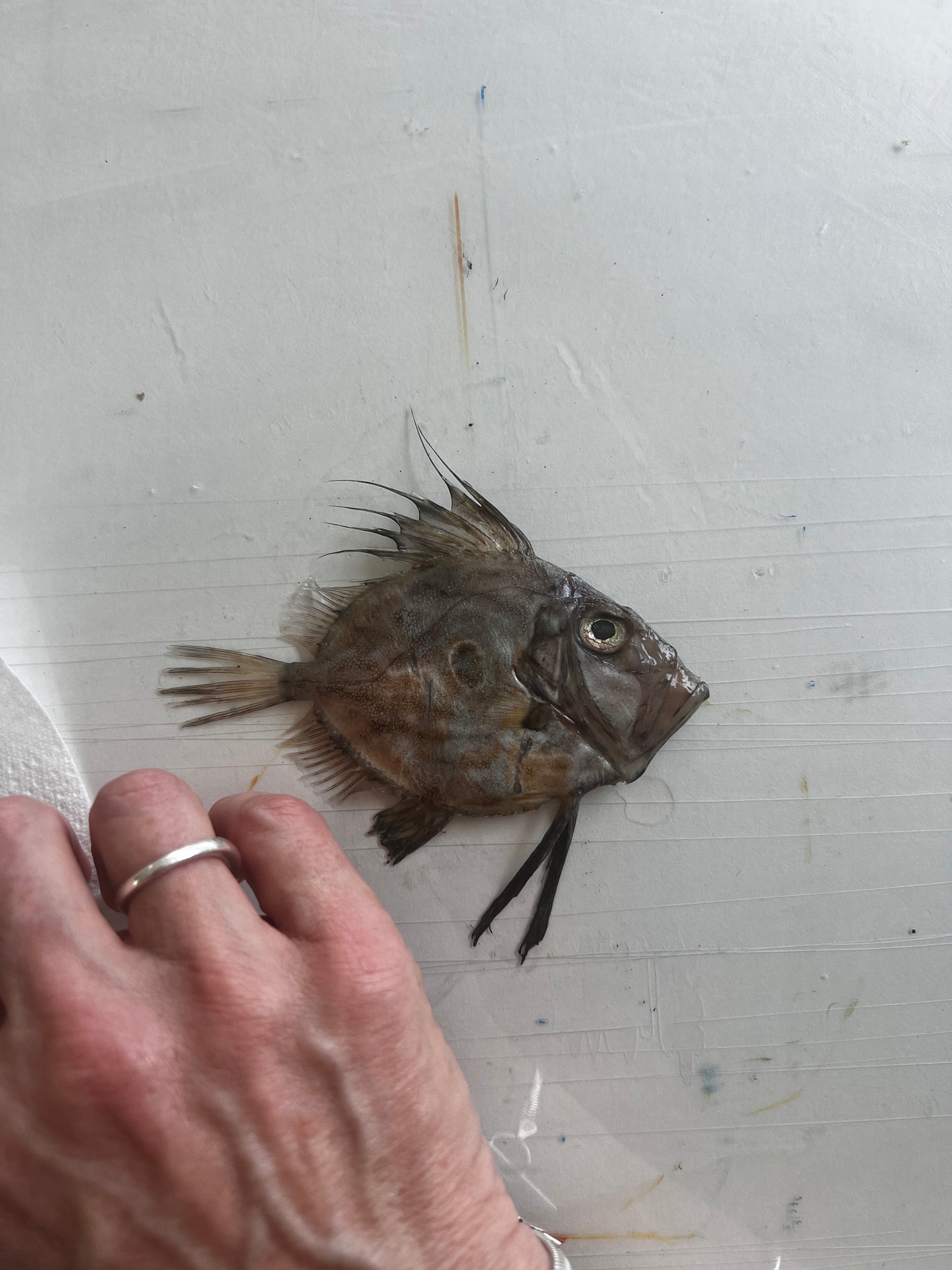 What you looking At? Gyotaku of a small John Dory