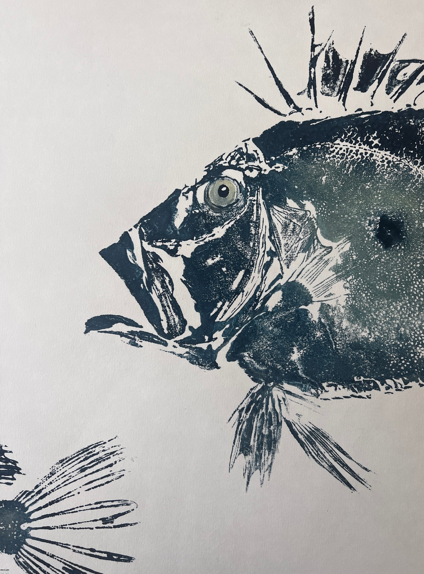 A3 Gyotaku of John Dory