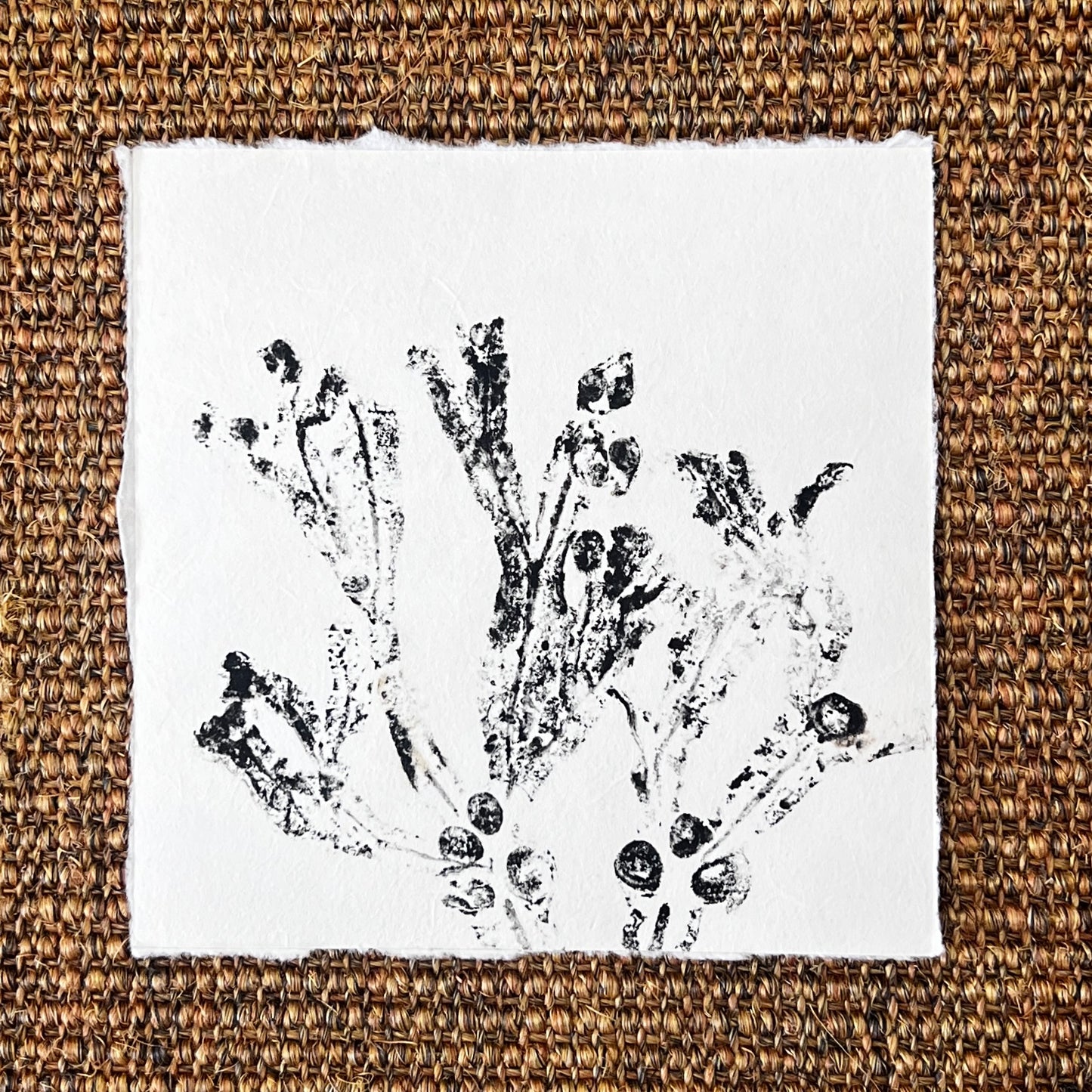 Bladder Wrack