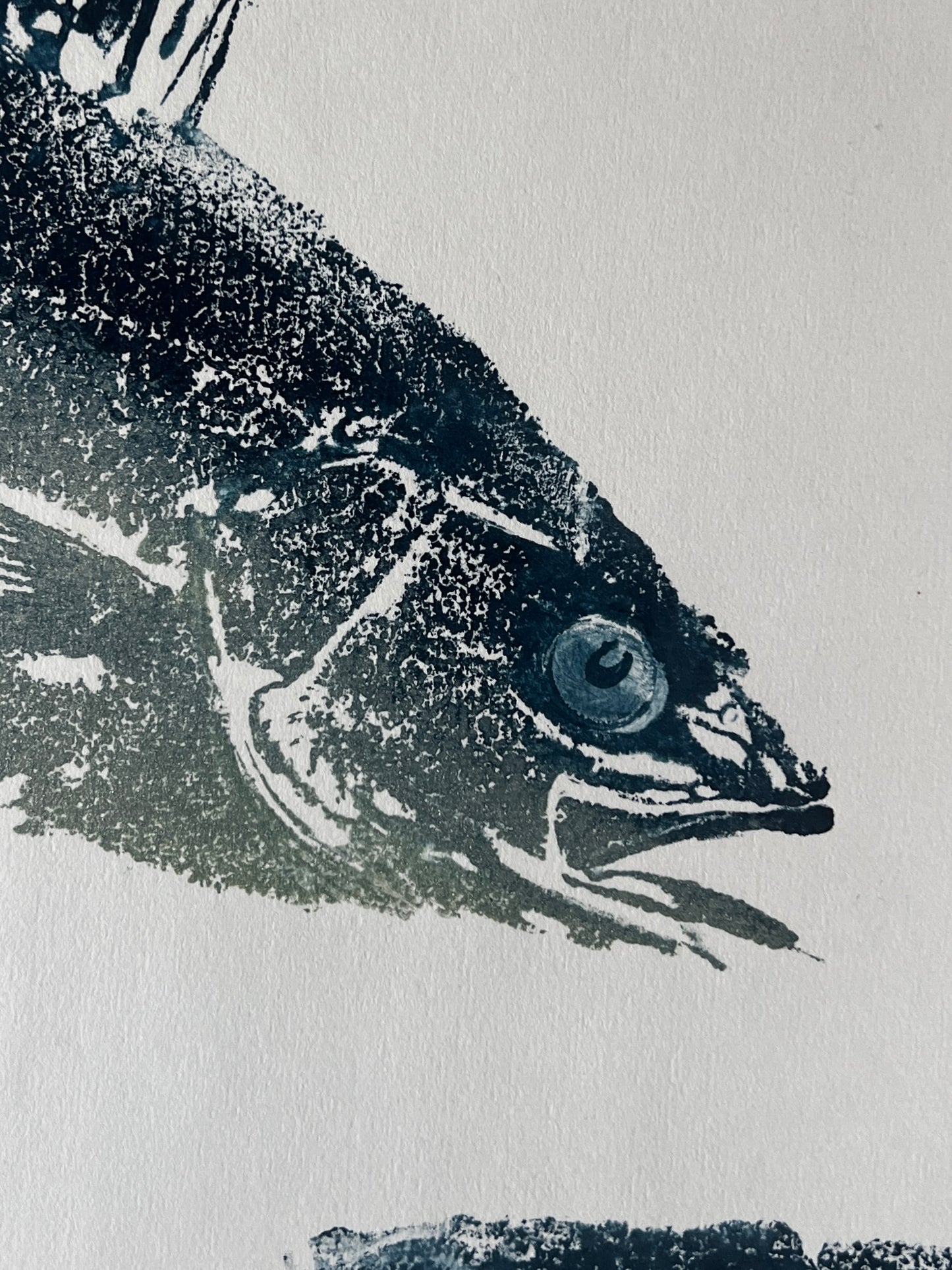Menai Strait, Line Caught, Sea Bass Heads Duo Gyotaku Printed and Wet Mounted.