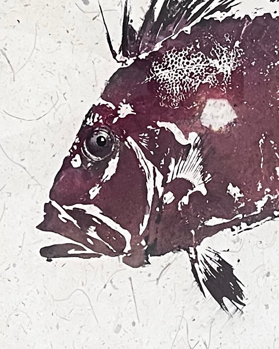 Gyotaku of John Dory on Hand made Thai Mulberry Paper