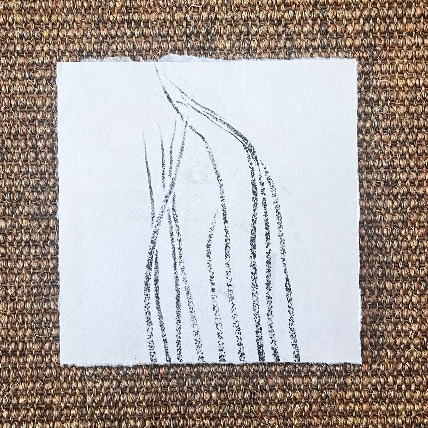 Sea Spaghetti