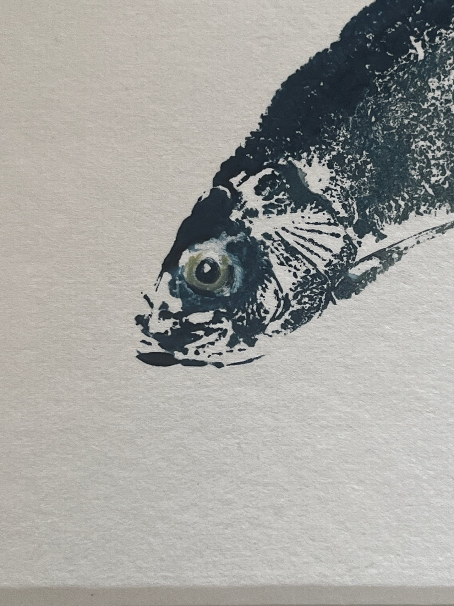 Sardine Gyotaku Print