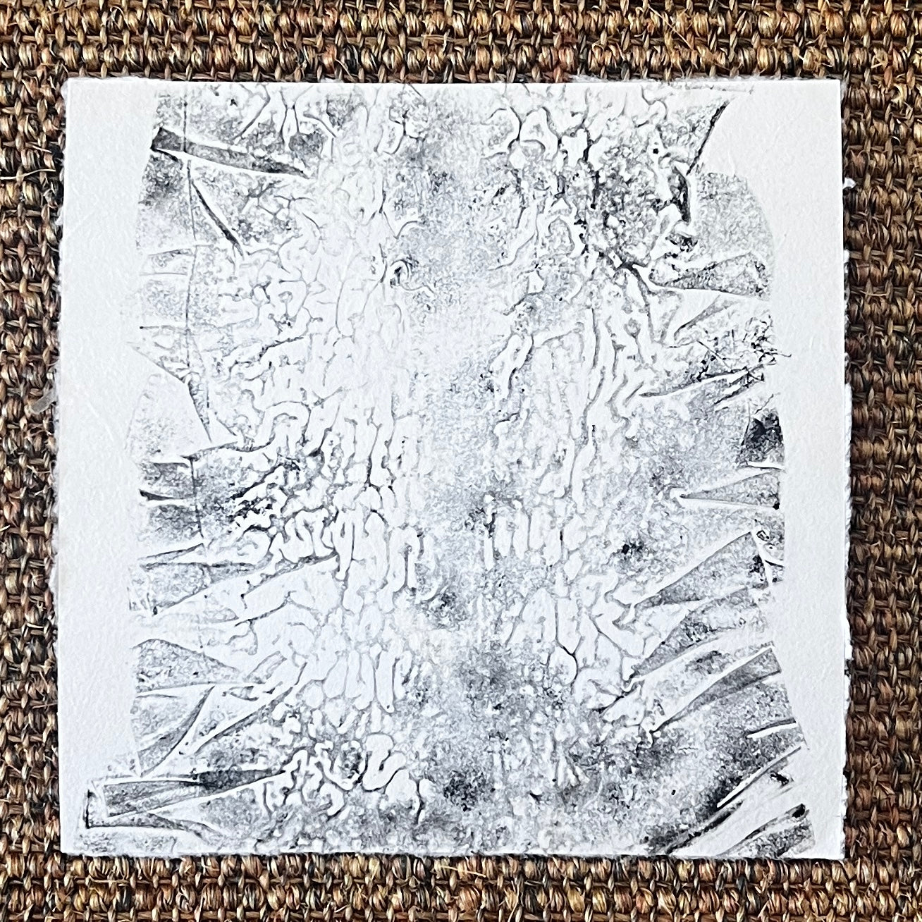 Sugar Kelp