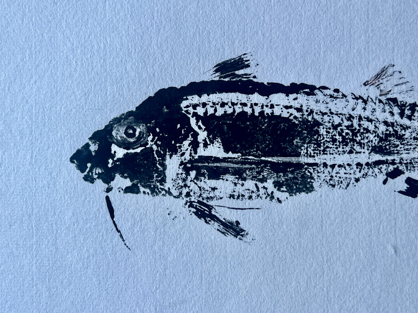 Gyotaku of a small Red Mullet from the waters of North Wales in Sumi