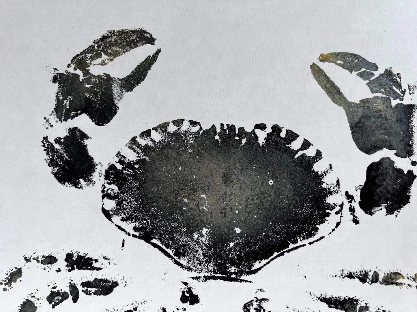 Gyotaku impression taken from the surface of an Anglesey Crab