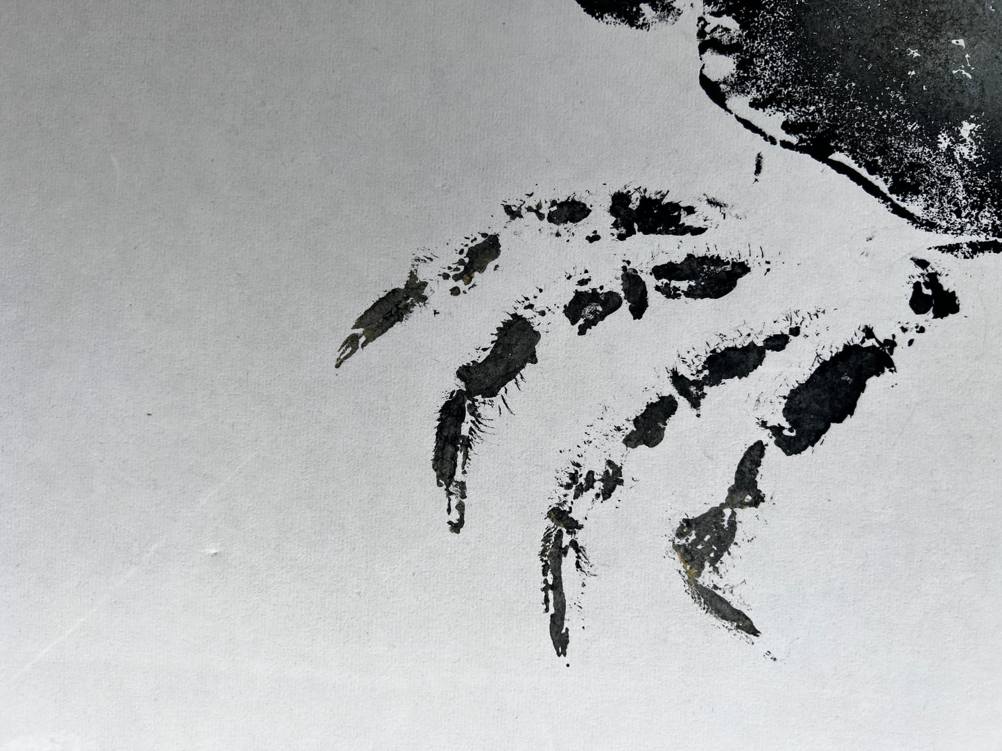 Gyotaku impression taken from the surface of an Anglesey Crab