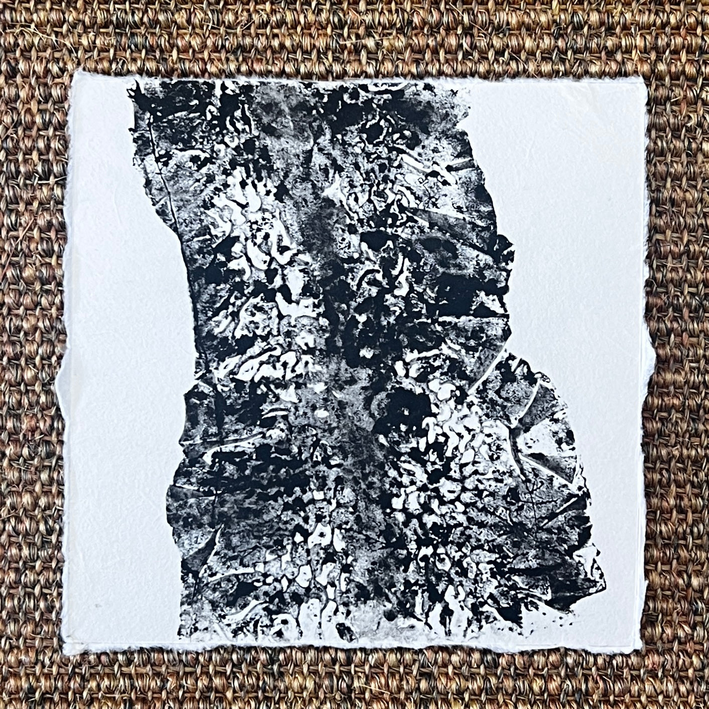 Sugar Kelp