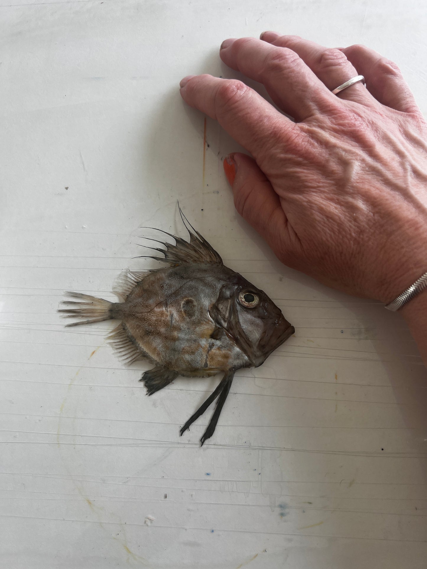 Here’s Looking at you Kid. Gyotaku of John Dory