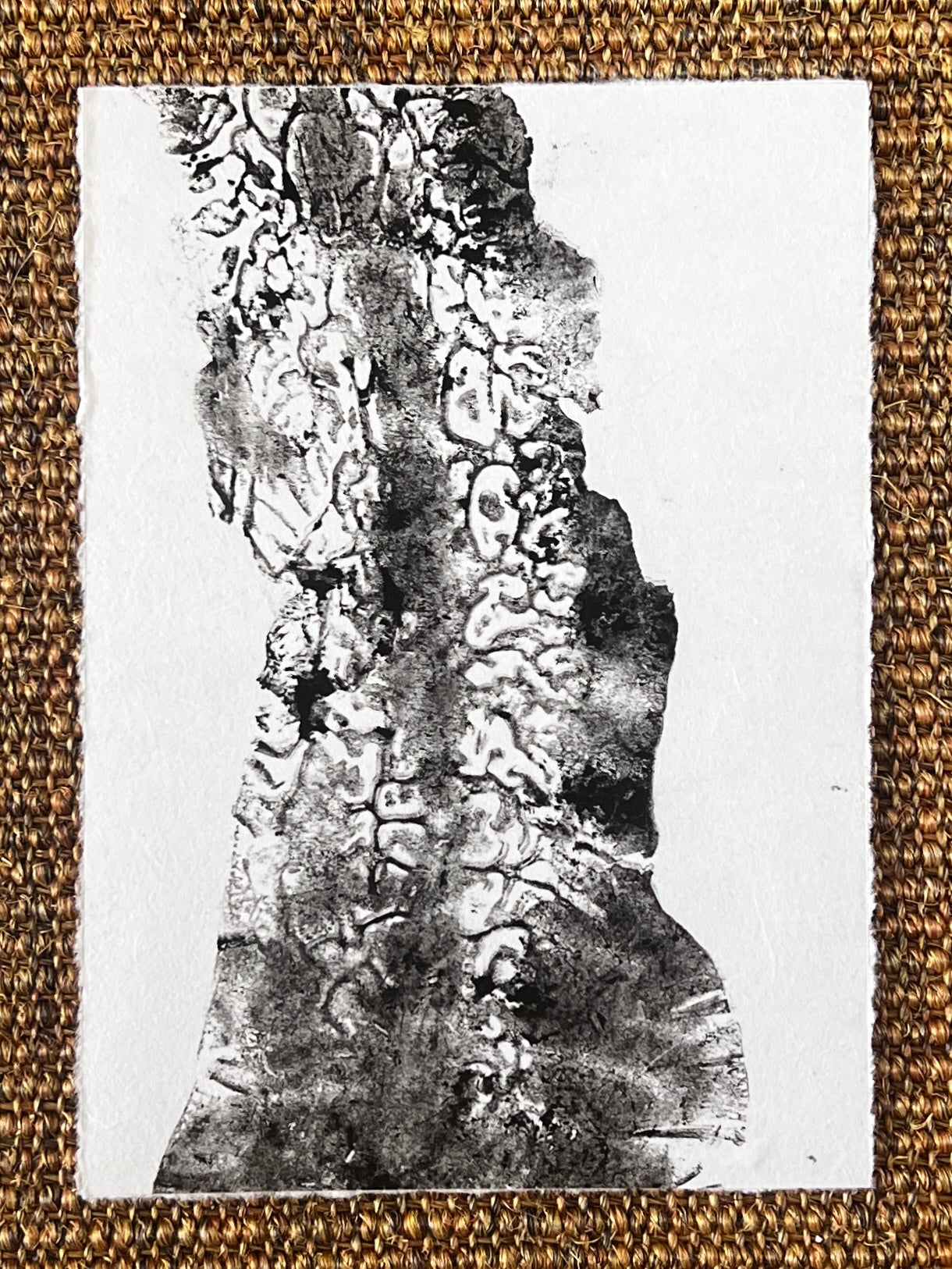 A5 Sugar Kelp Print – Gyotaku-Inspired Marine Wall Art