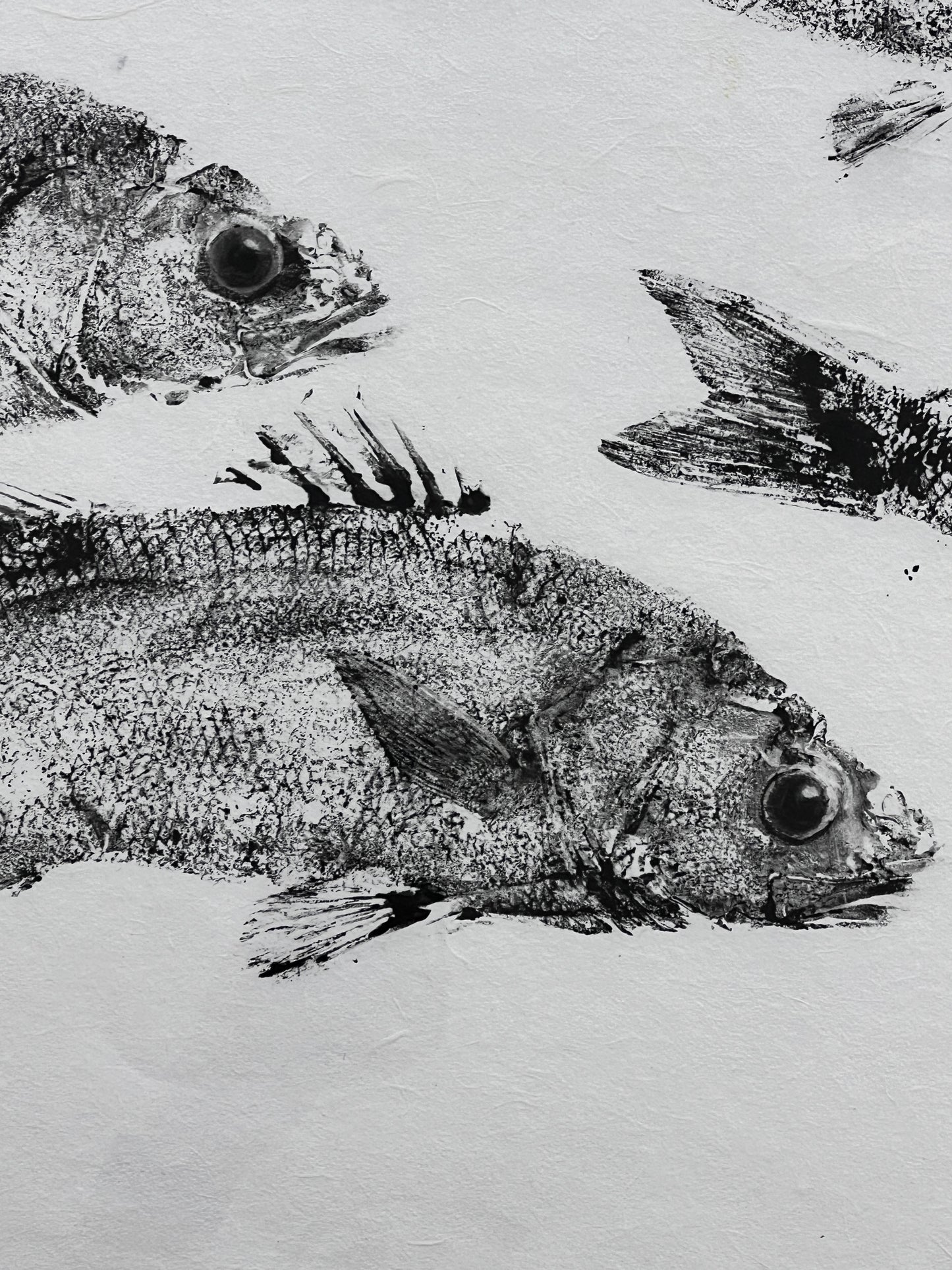 Anglesey Sea Bass Diptych Gyotaku