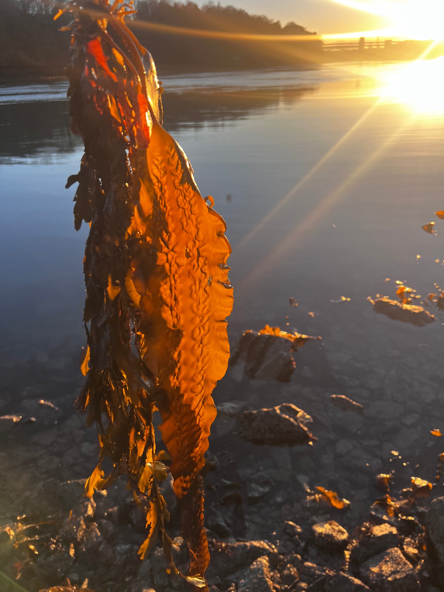 Kelp Gyotaku