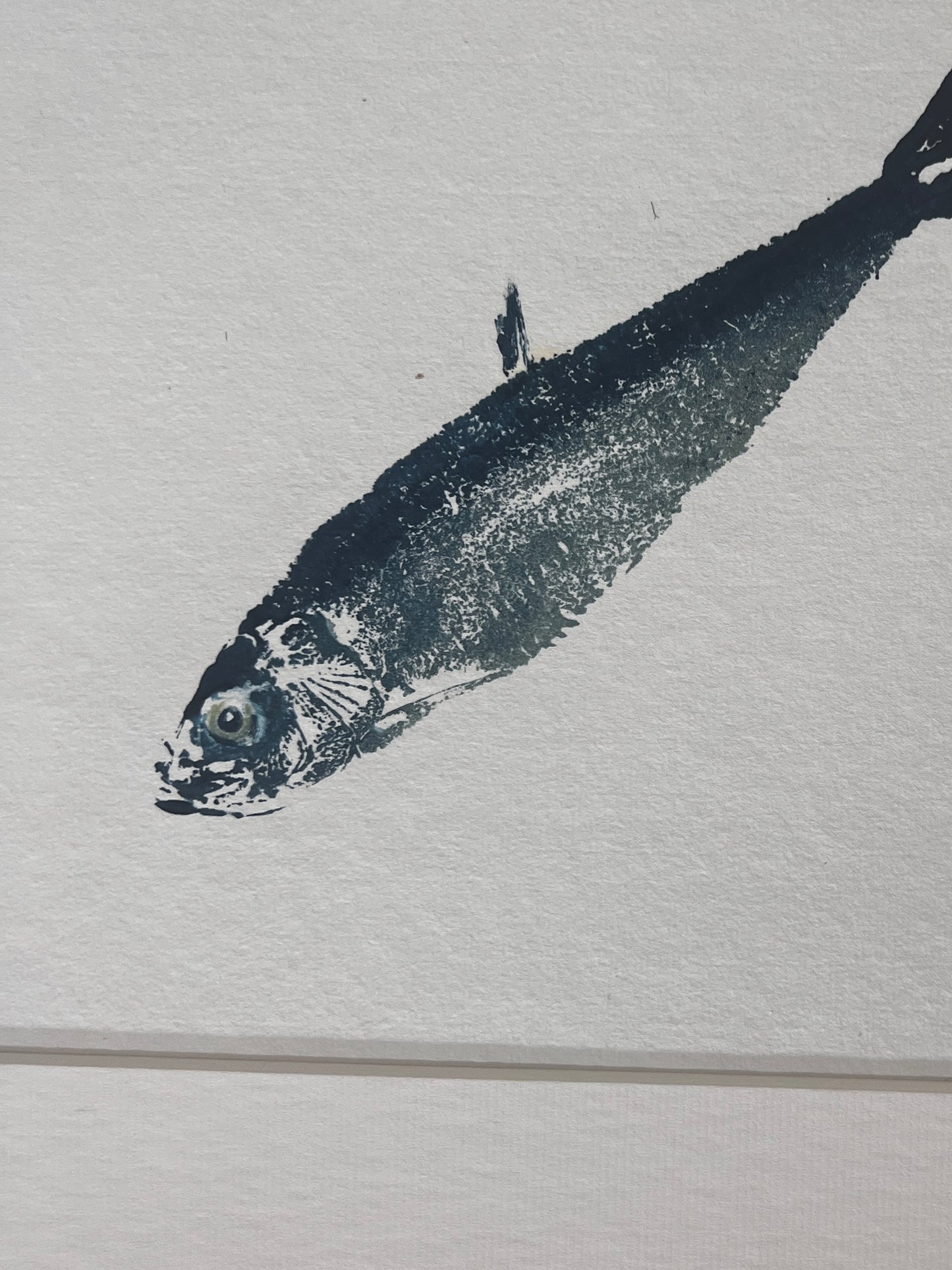 Sardine Gyotaku Print