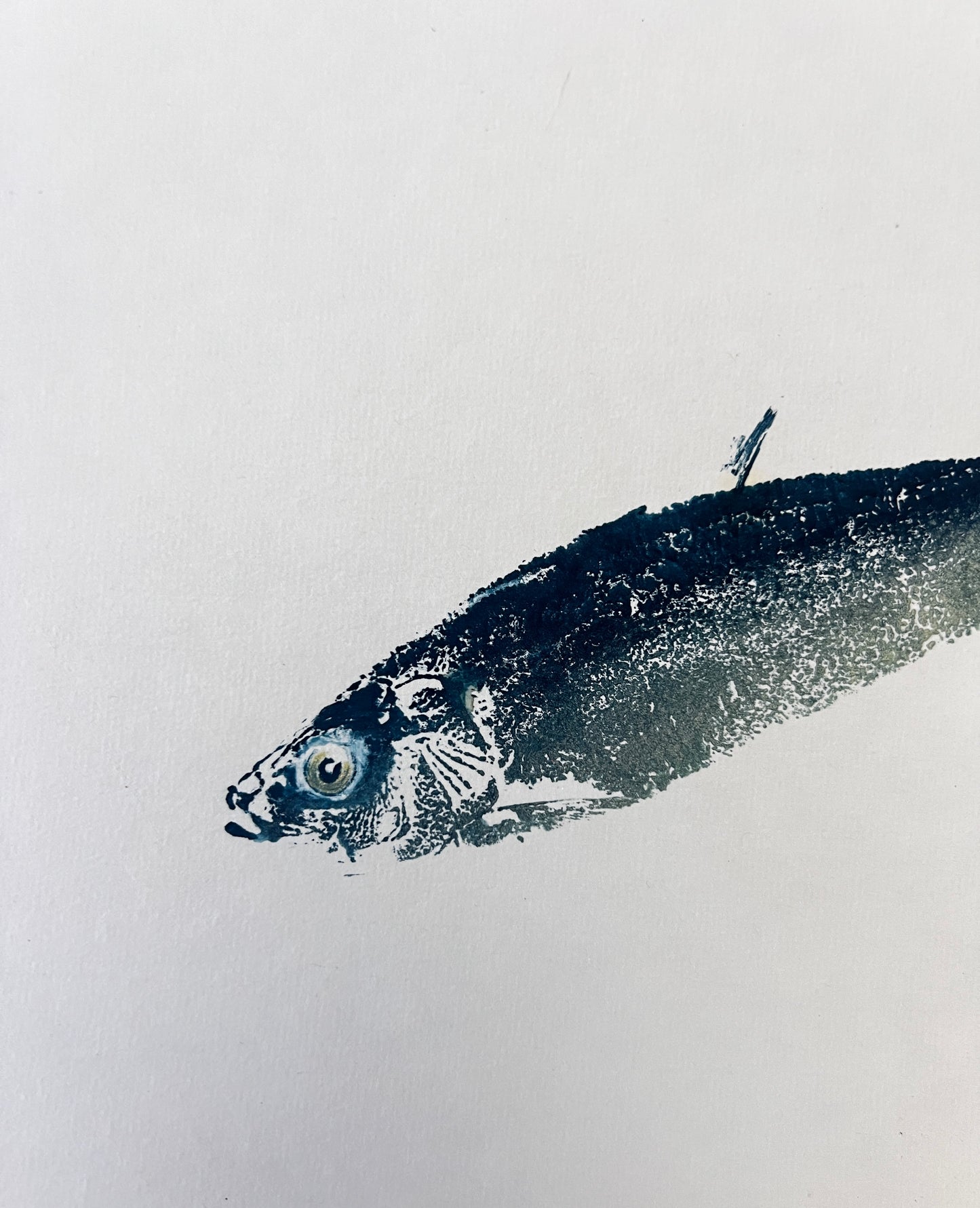 Sardine Gyotaku Print Blue and Gold