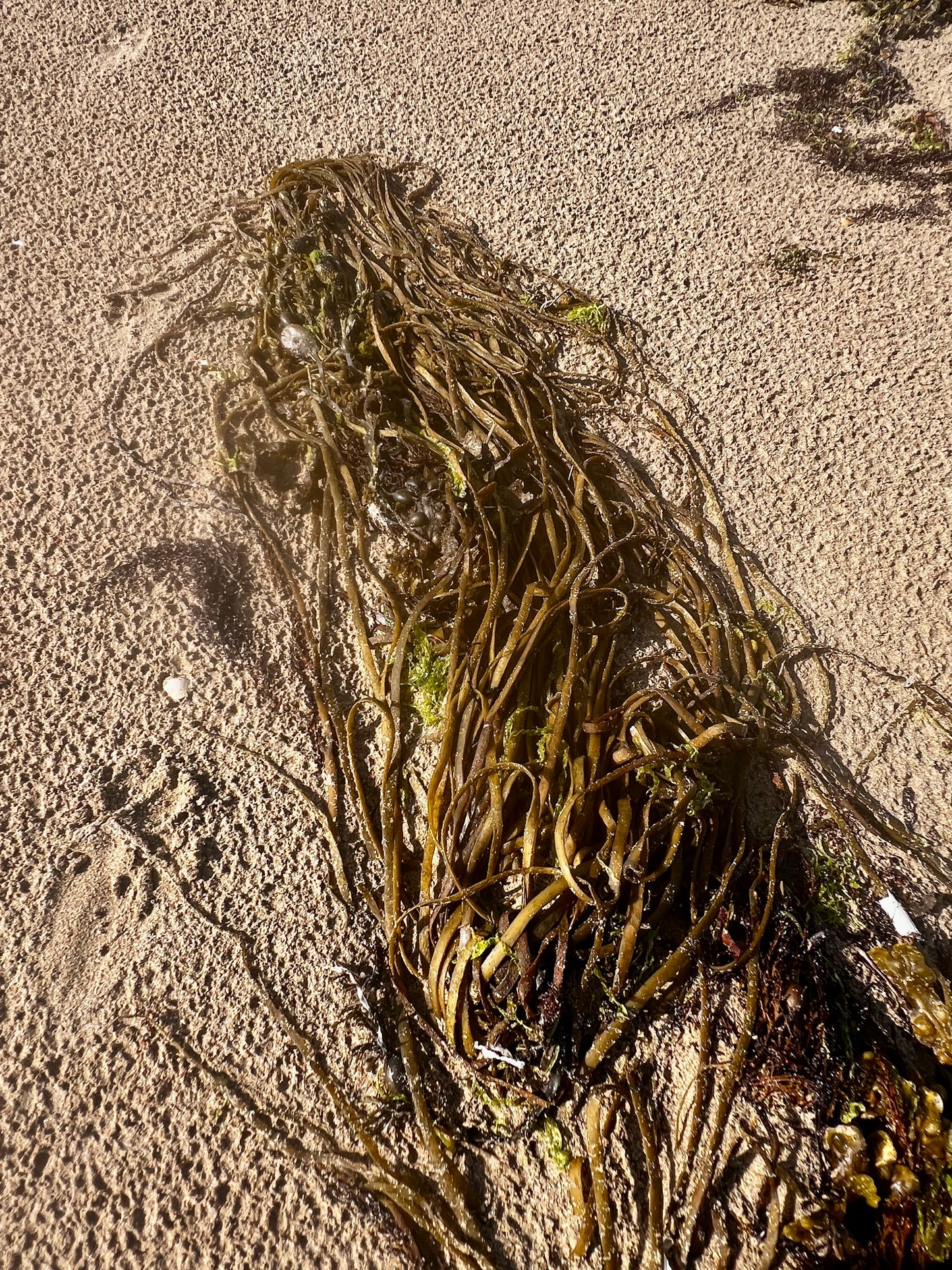 Sea Spaghetti