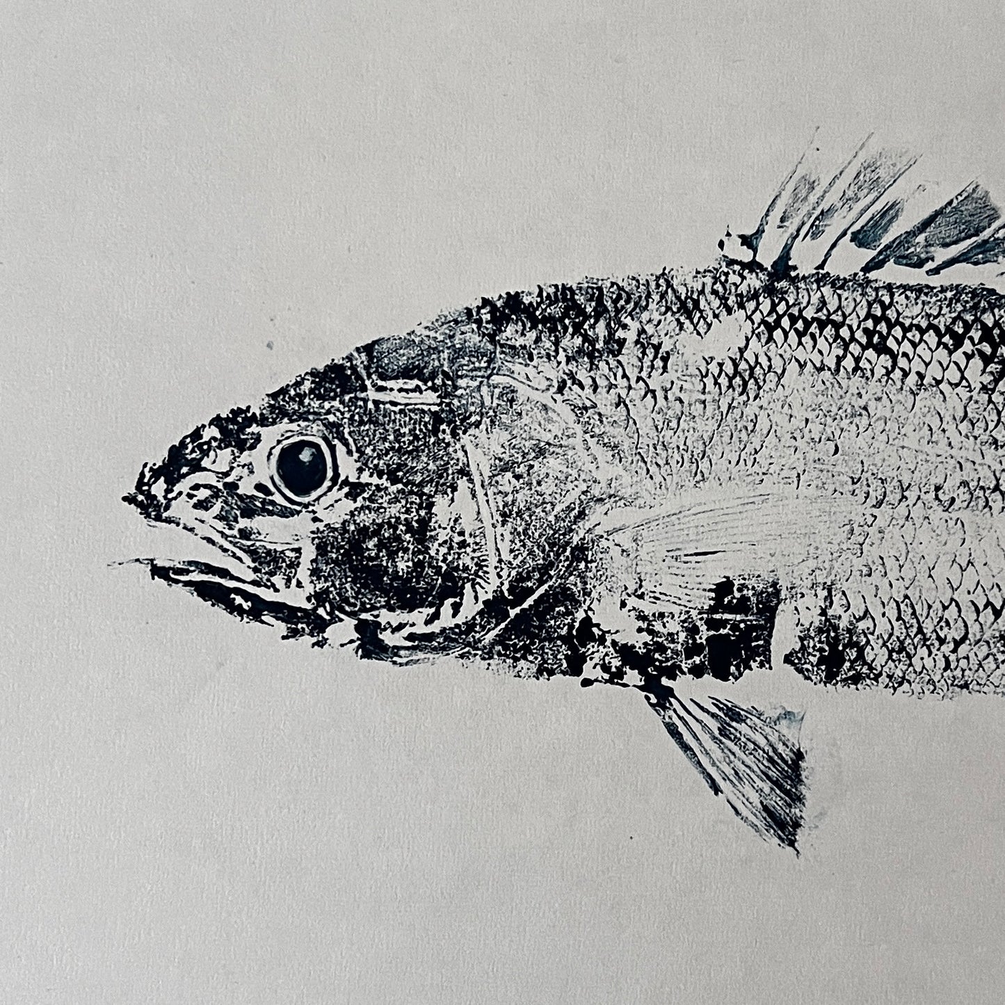 Anglesey Sea Bass Gyotaku