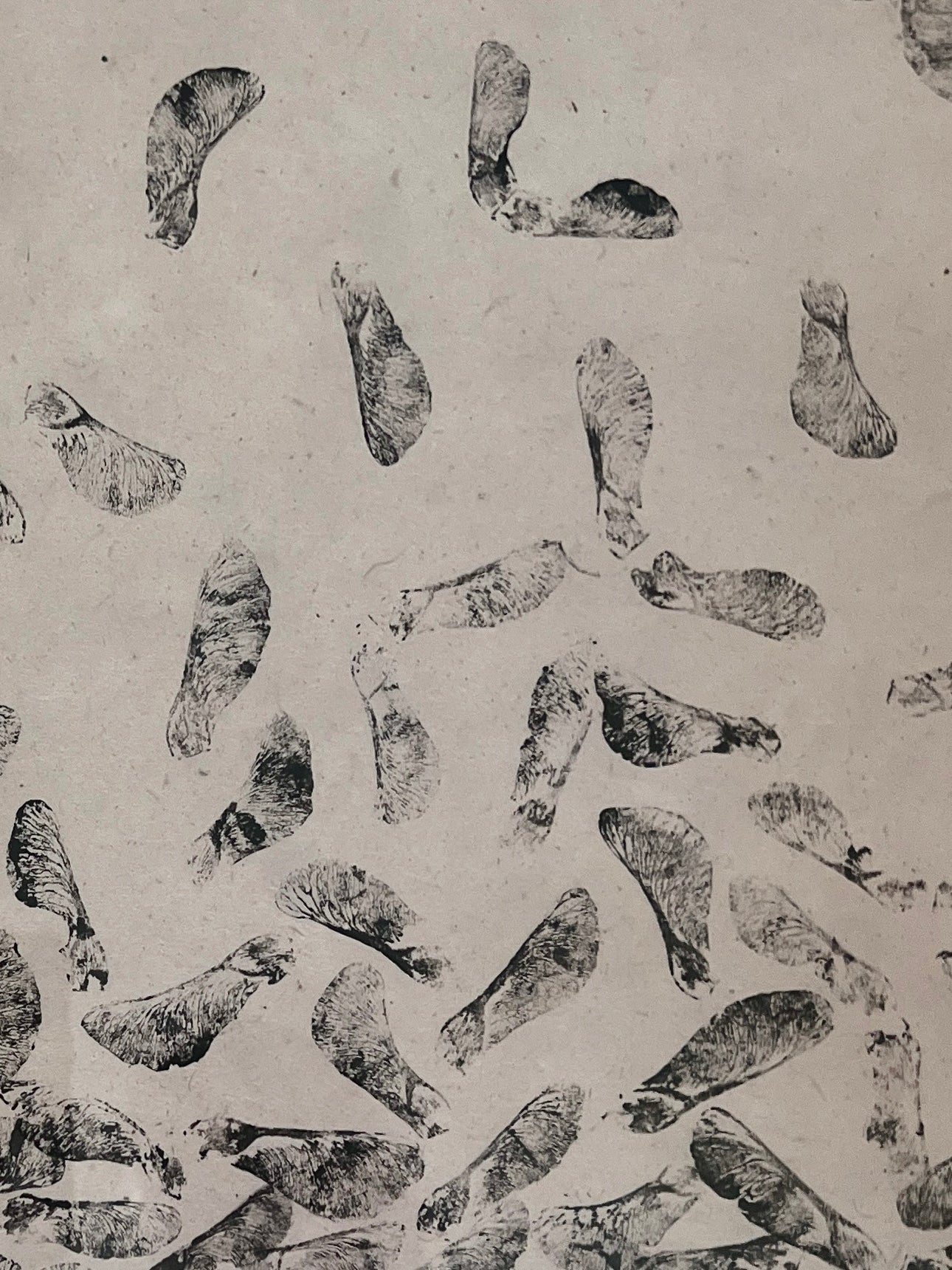 Sycamore Seed Pods on Lotka Paper