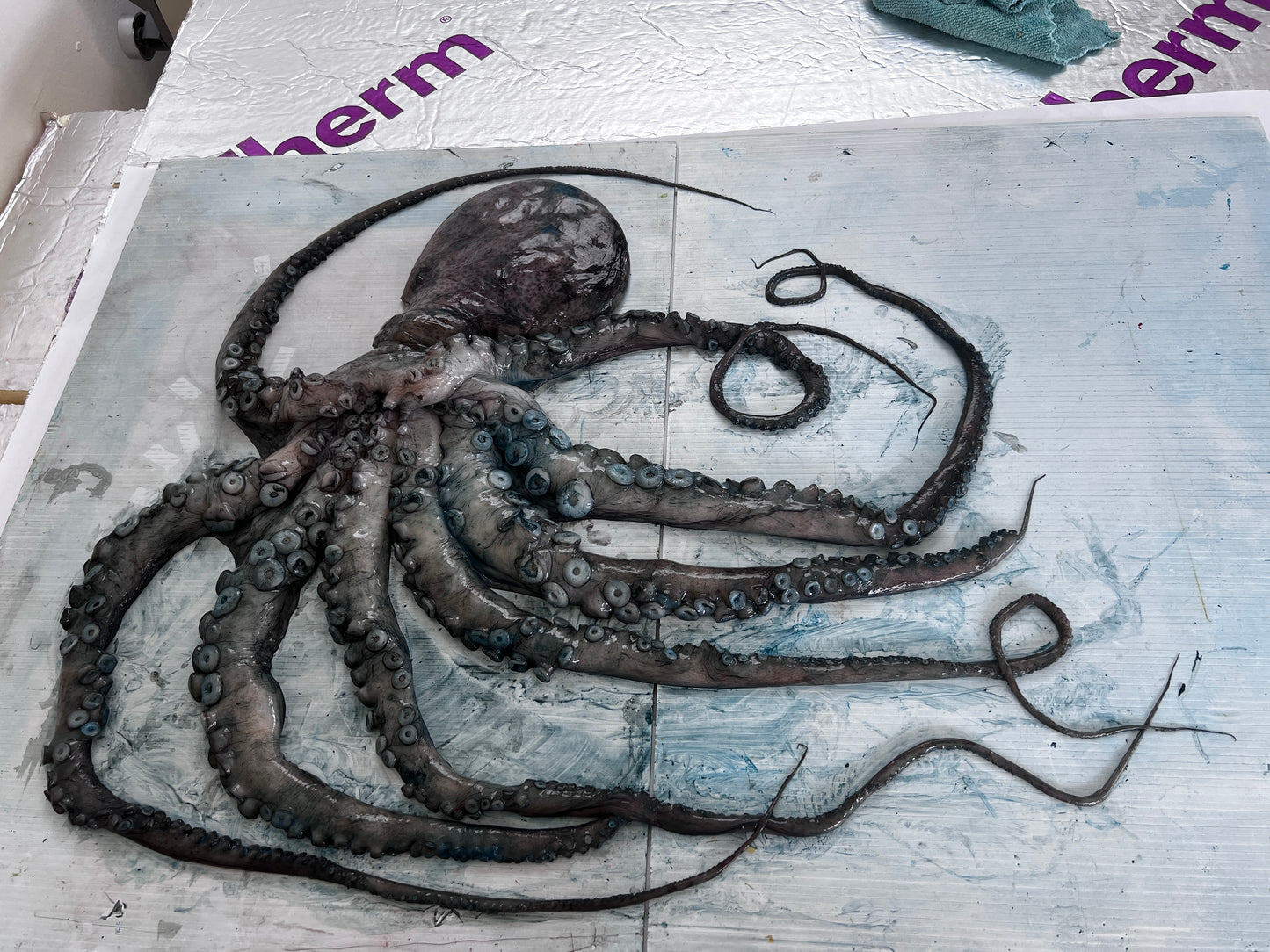 Gyotaku Impression Taken from Octopus Vulgaris