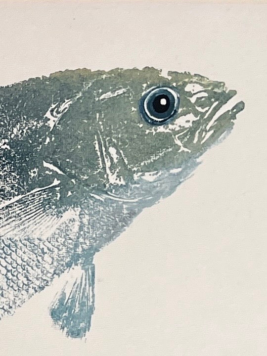 Anglesey Sea Bass Gyotaku