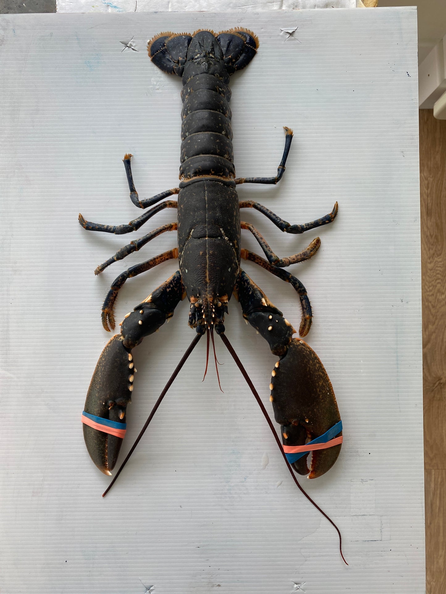 Menai Strait Lobster, Gyotaku Printed and Wet Mounted.