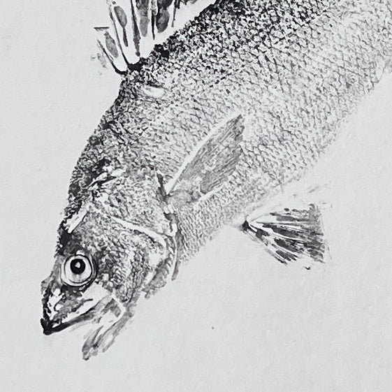 Anglesey Sea Bass Gyotaku Print using Sumi Ink