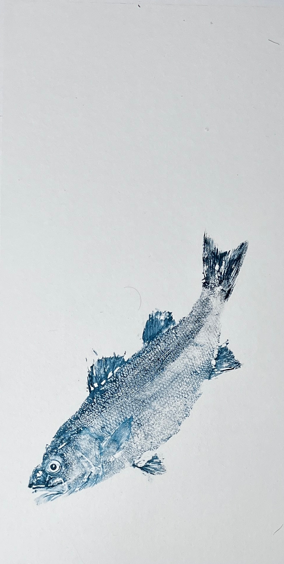 Menai Strait Line Caught Sea Bass Gyotaku. - Collection or Delivery Only
