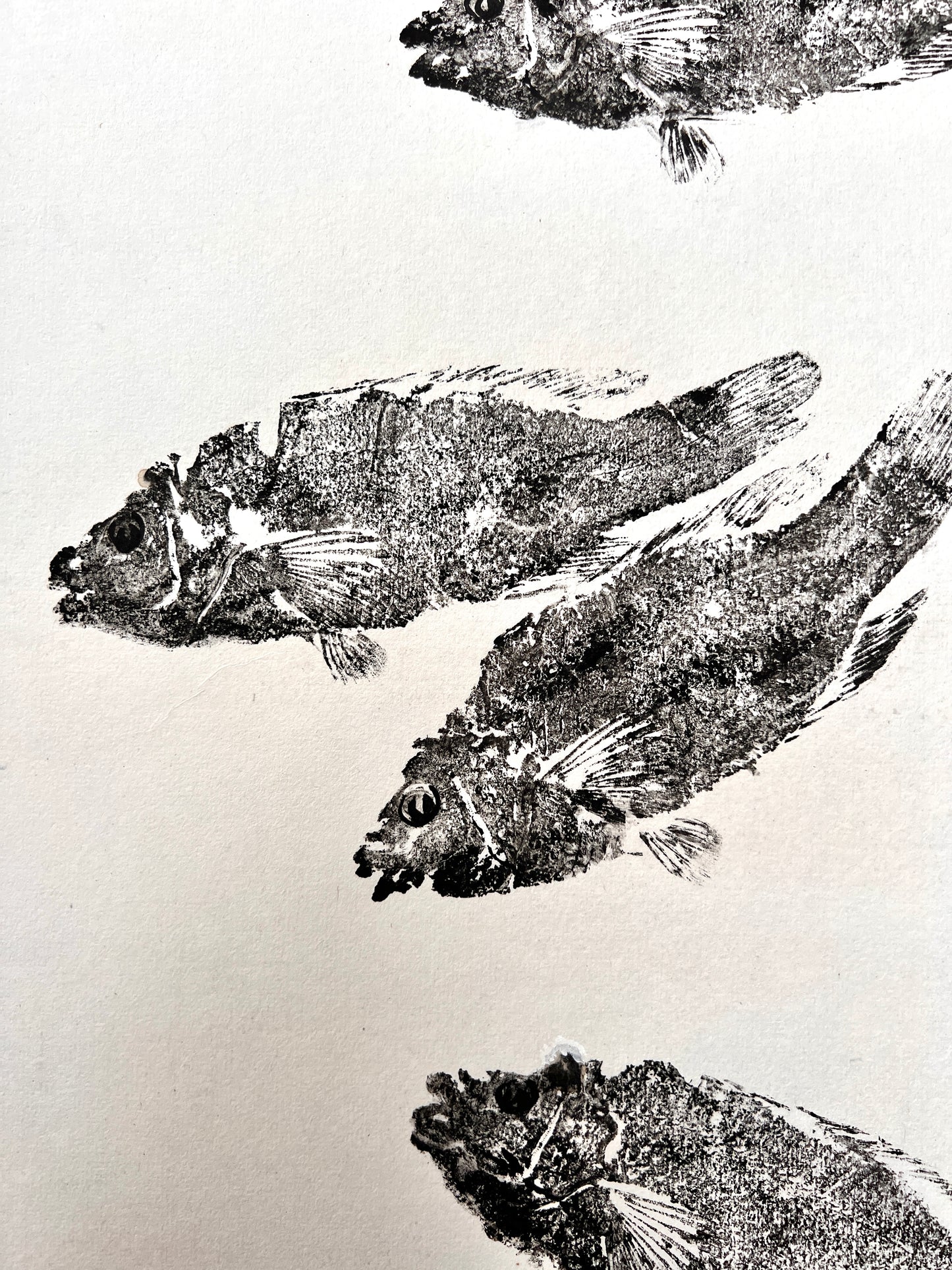 Wrasse Gyotaku Print in Black Ink