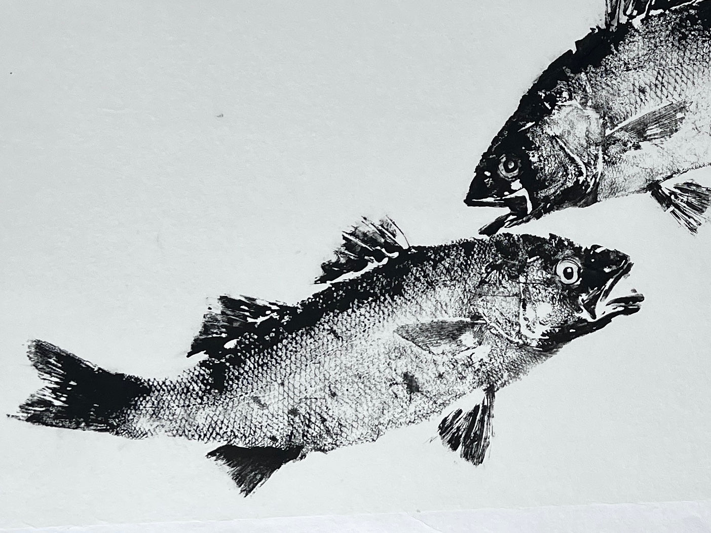 Anglesey Sea Bass Duo Gyotaku Print using Sumi Ink