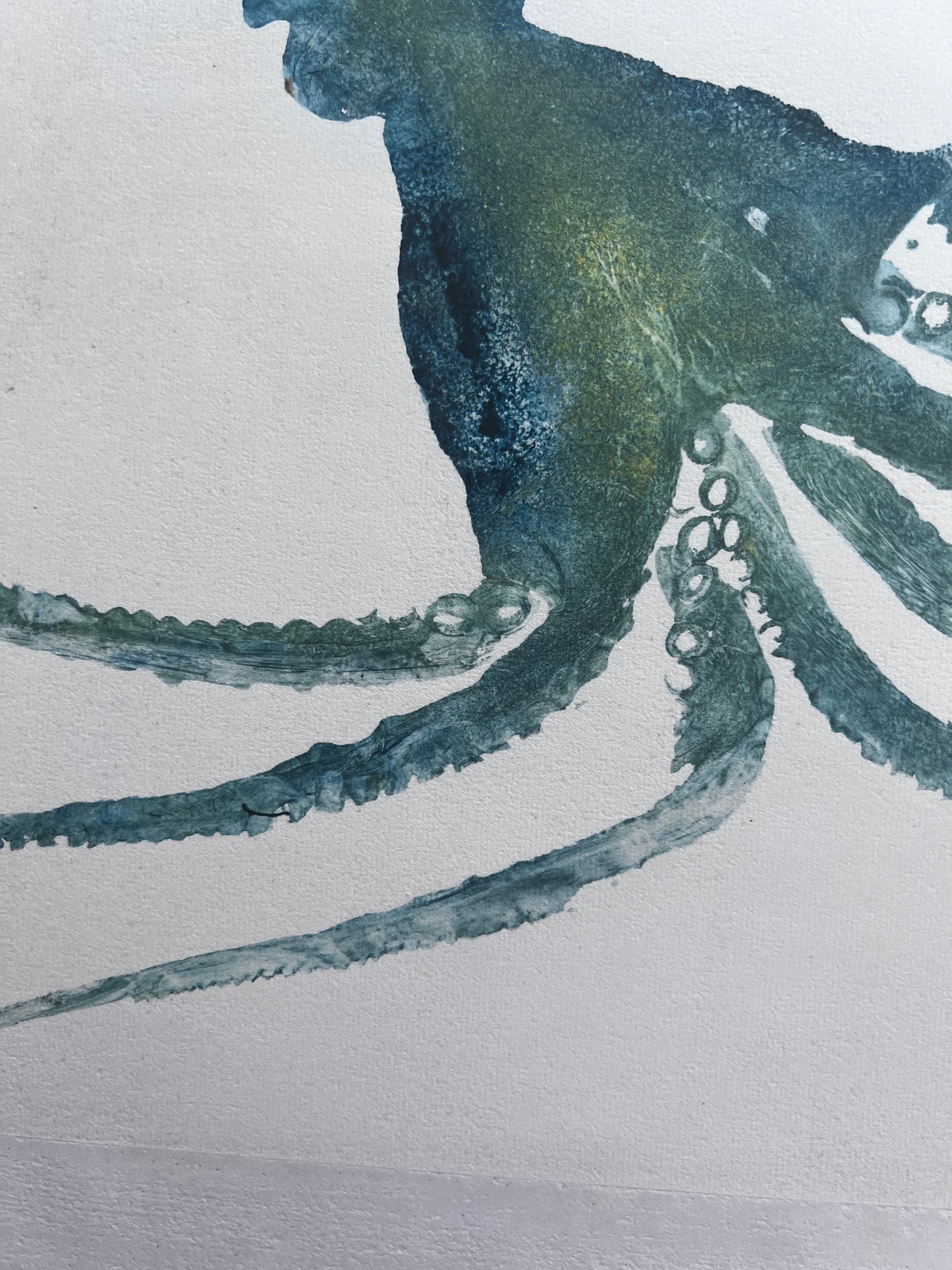 Octopus Gyotaku Printed and Wet Mounted.