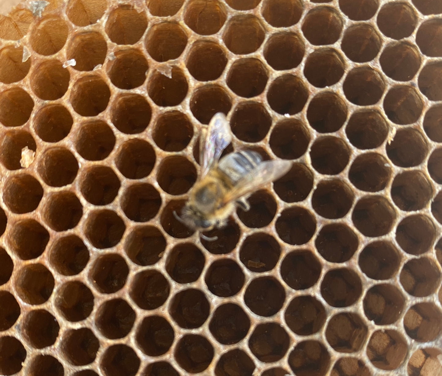 Manchester Bees and Honeycomb Gyotaku Print