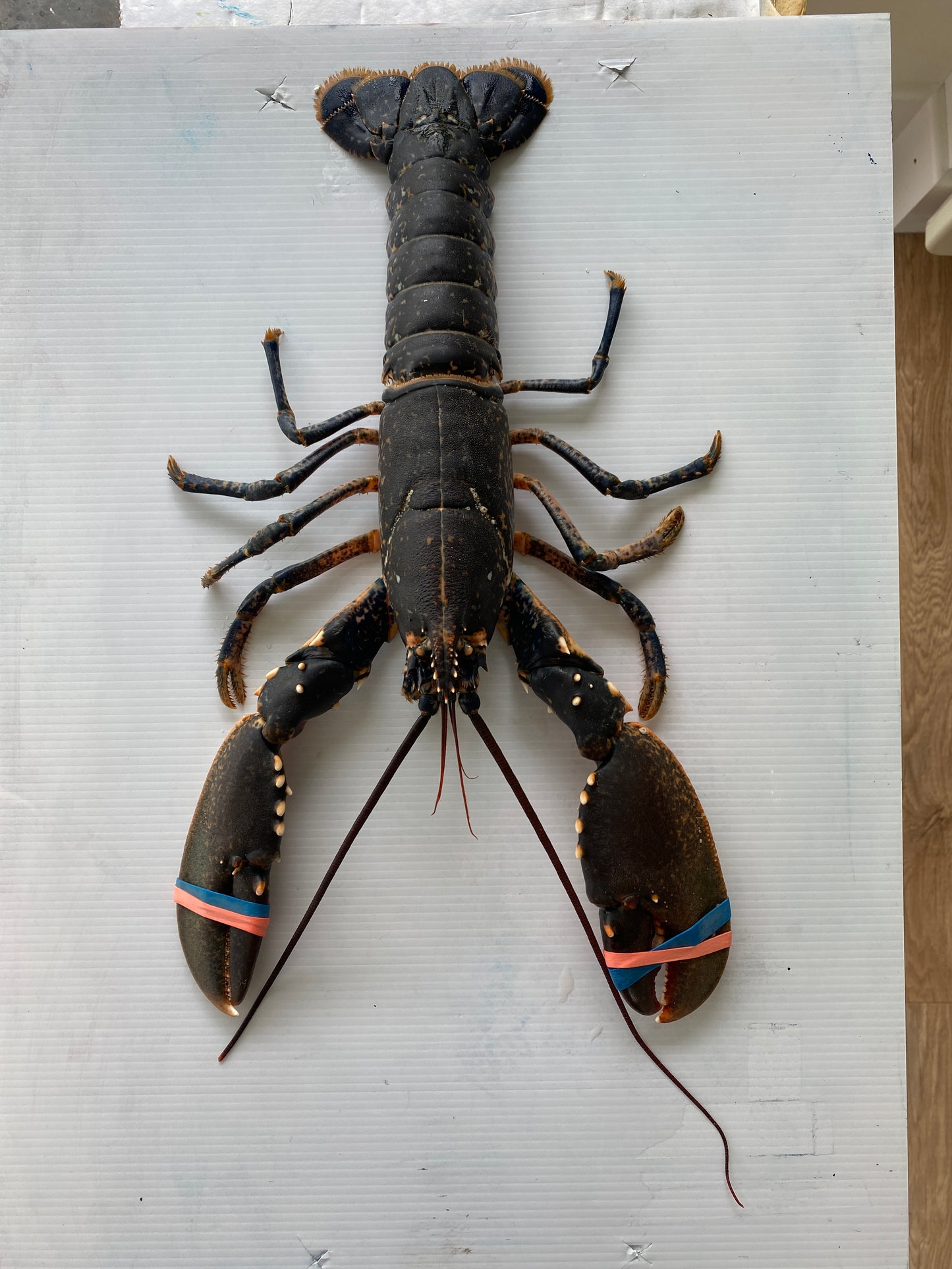 Menai Strait Lobster, Gyotaku Printed and Wet Mounted.