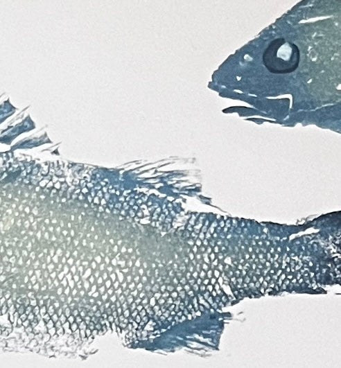 Anglesey Sea Bass Diptych Gyotaku Print