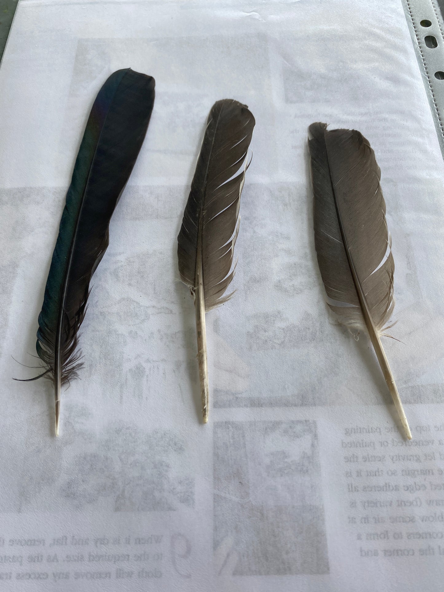 7 Feathers from Matlock Bath - 22nd May 2022 A Gyotaku Nature Print