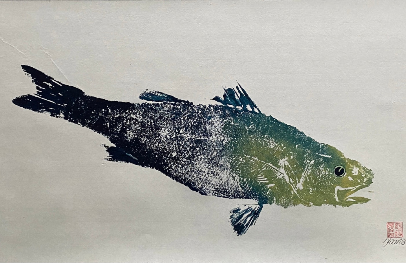 Fish Sea Bass Menai Strait Anglesey
